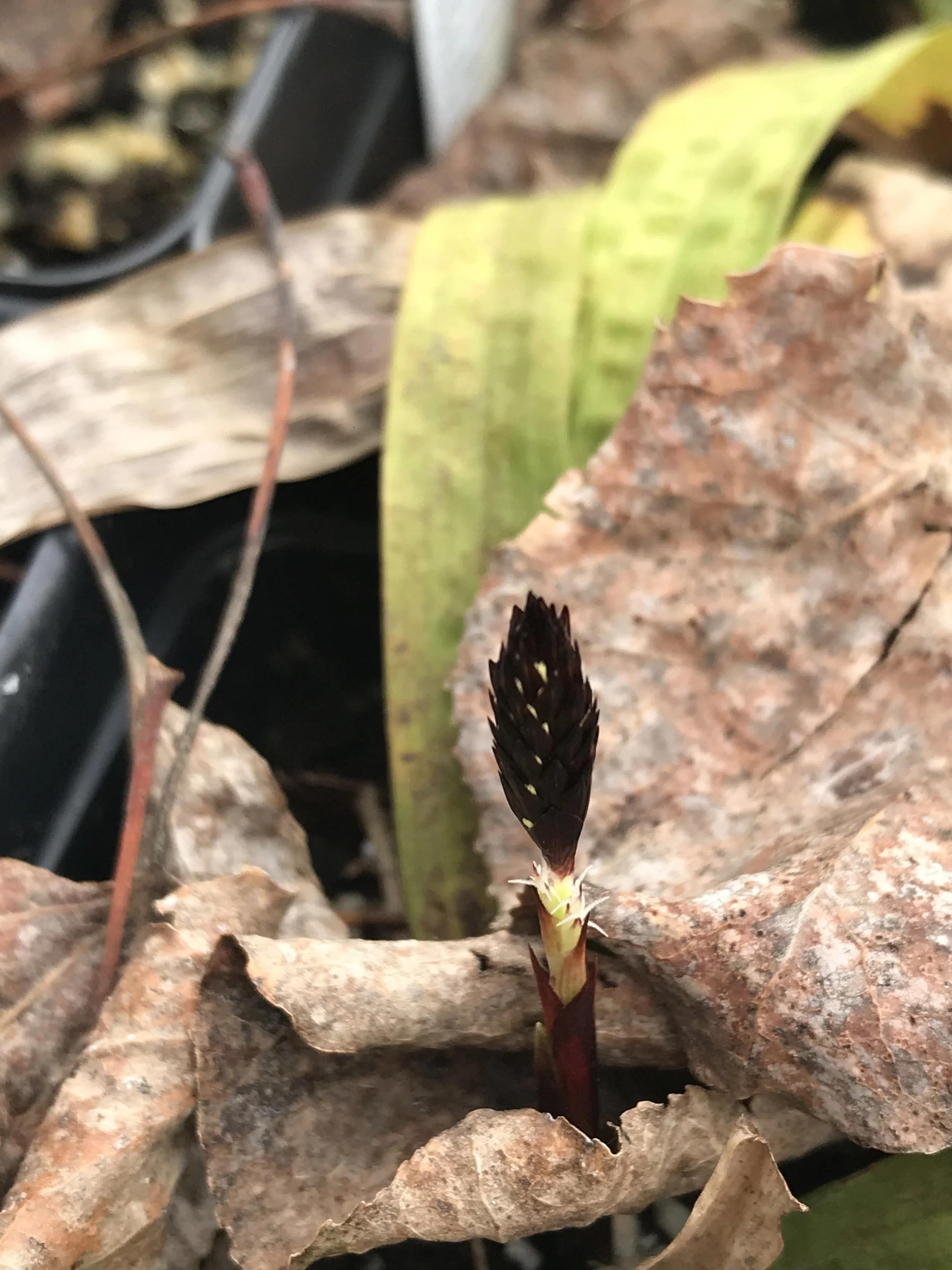 Plantain Leaf Sedge (Carex plantaginea) — Wild Ginger Woodlands
